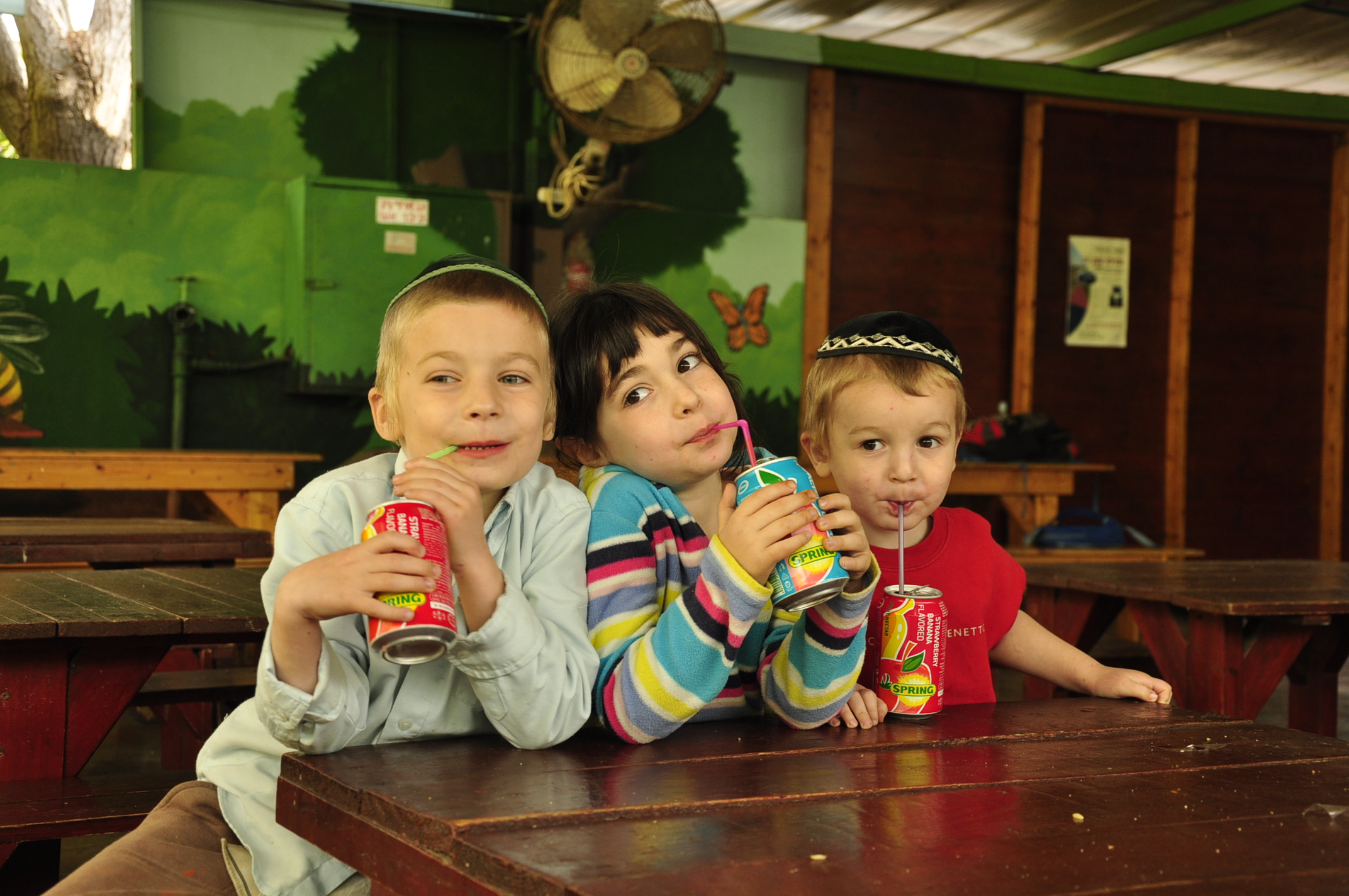 תמונה מהגלריה